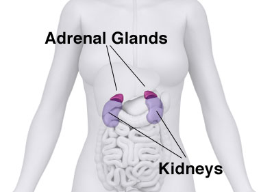 adrenal fatigue diagram